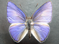 Philiris diana papuanus - Adult